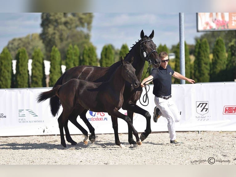 Polnisches Sportpferd Hengst Fohlen (06/2025) Rappe in Olszanka