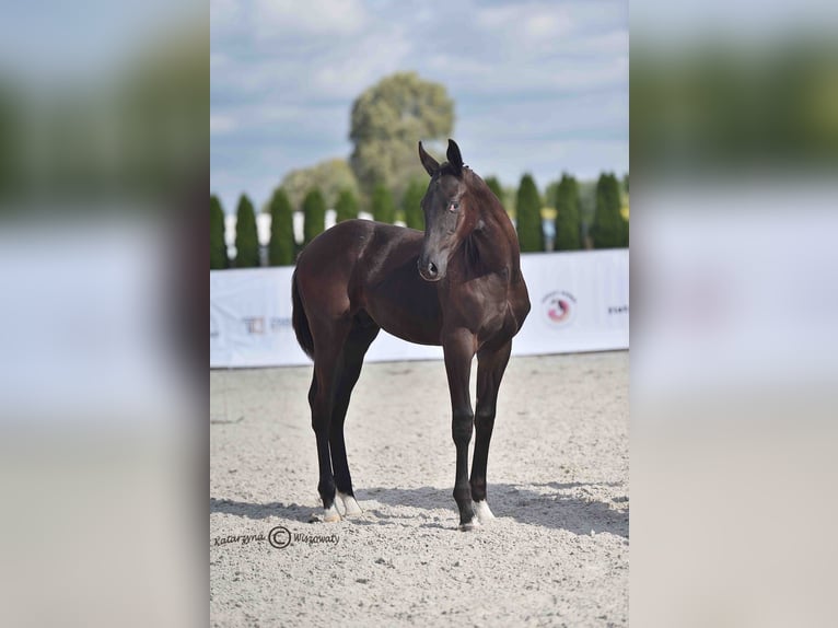 Polnisches Sportpferd Hengst Fohlen (06/2025) Rappe in Olszanka