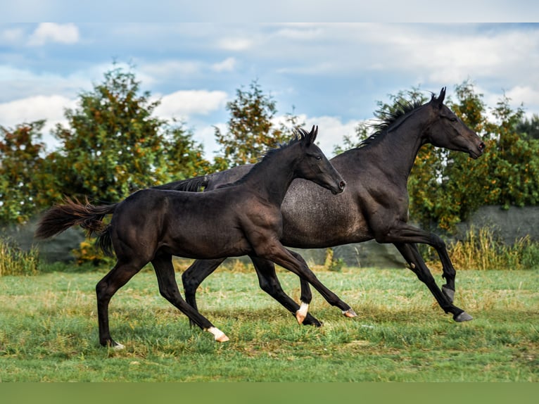 Polnisches Sportpferd Hengst Fohlen (06/2025) Rappe in Olszanka