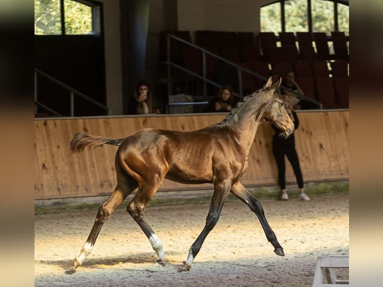 Polnisches Sportpferd Hengst Fohlen (05/2025) Schwarzbrauner in Praslity
