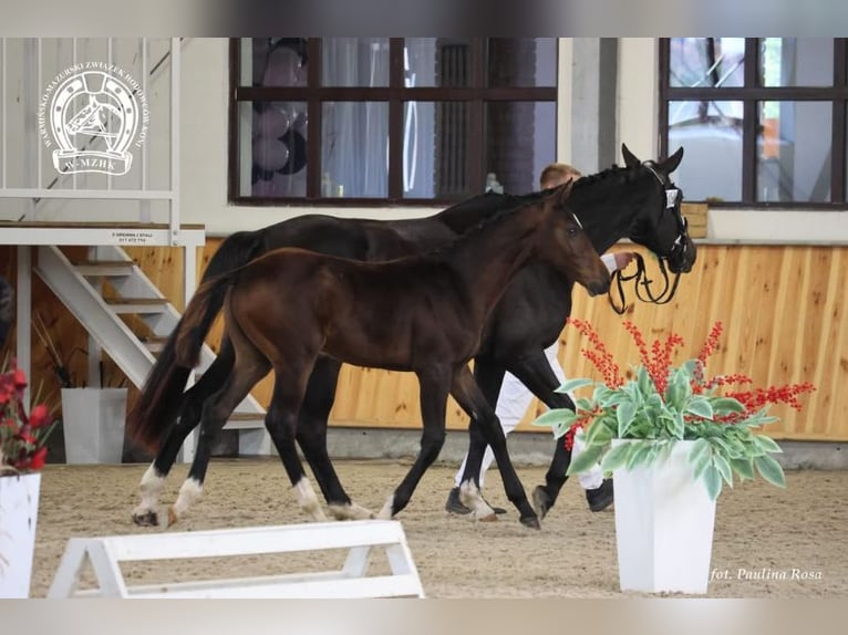 Polnisches Sportpferd Hengst Fohlen (05/2025) Schwarzbrauner in Praslity