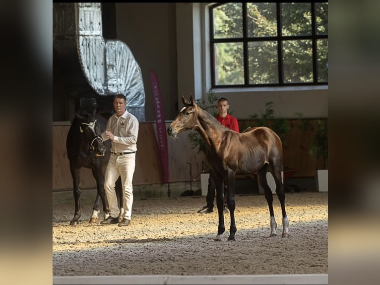Polnisches Sportpferd Hengst Fohlen (05/2025) Schwarzbrauner in Praslity