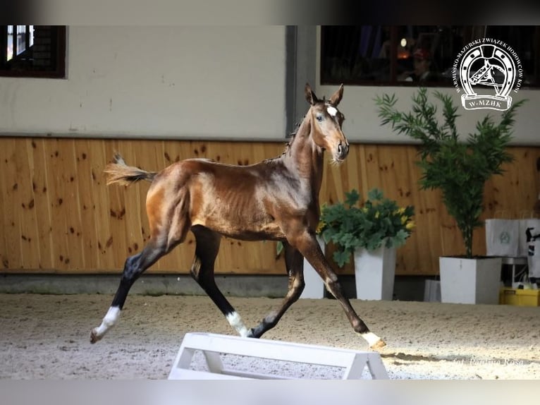 Polnisches Sportpferd Hengst Fohlen (05/2025) Schwarzbrauner in Praslity