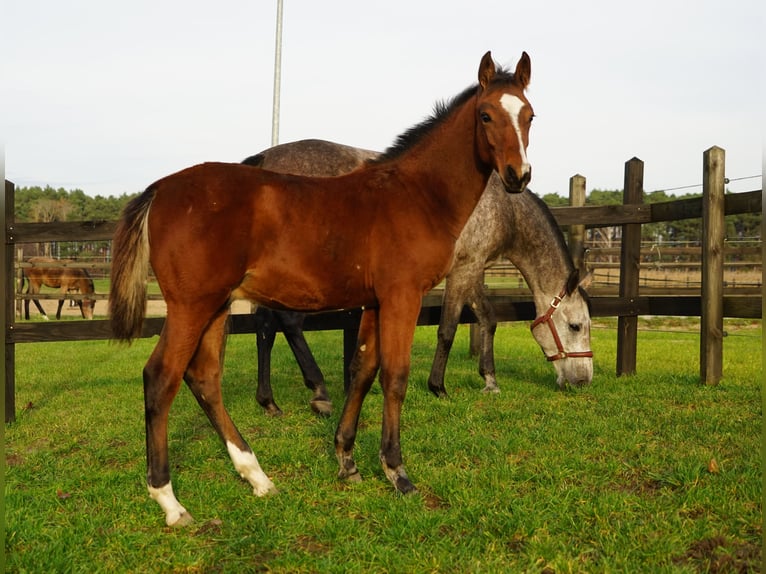 Polnisches Sportpferd Hengst Fohlen (06/2025) in Serock