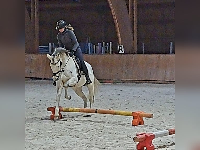 Polnisches Sportpferd Stute 10 Jahre 162 cm Schimmel in Forst