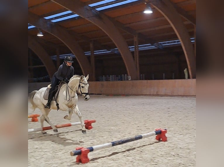 Polnisches Sportpferd Stute 10 Jahre 162 cm Schimmel in Forst