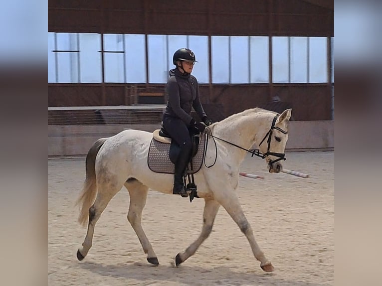 Polnisches Sportpferd Stute 10 Jahre 162 cm Schimmel in Forst