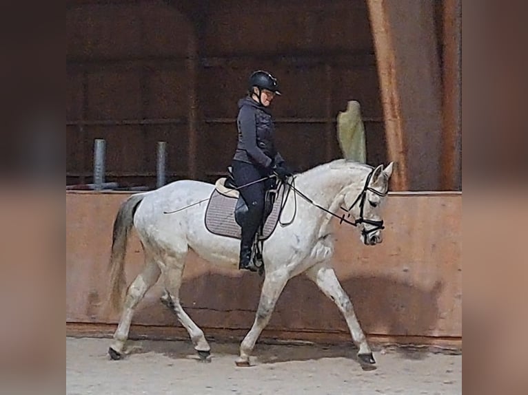 Polnisches Sportpferd Stute 10 Jahre 162 cm Schimmel in Forst