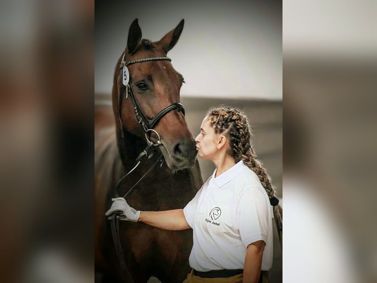 Polnisches Sportpferd Stute 10 Jahre 163 cm Brauner in Jasienica Dolna