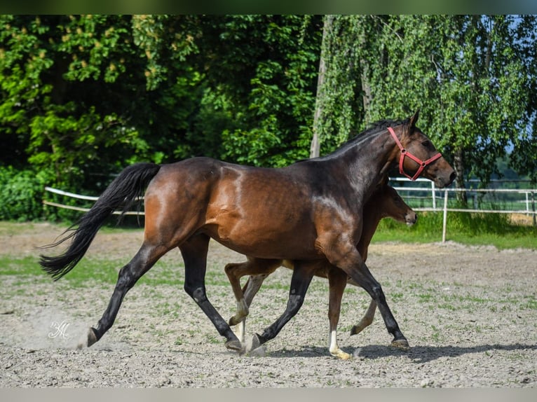 Polnisches Sportpferd Stute 10 Jahre 163 cm Brauner in Jasienica Dolna