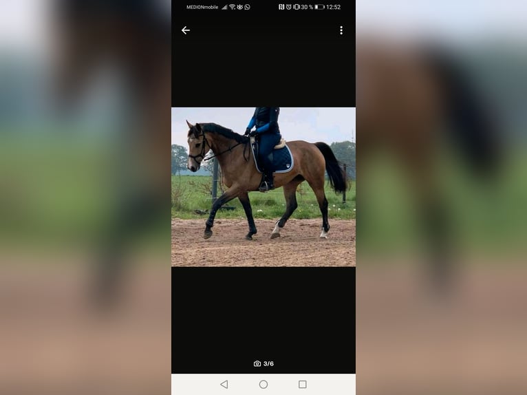 Polnisches Sportpferd Stute 10 Jahre 163 cm Falbe in Nordkirchen