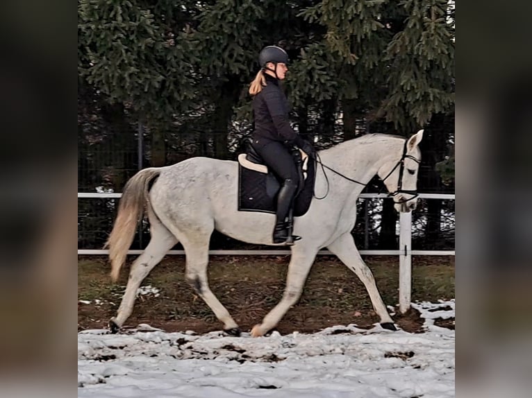Polnisches Sportpferd Stute 10 Jahre 163 cm Schimmel in Forst