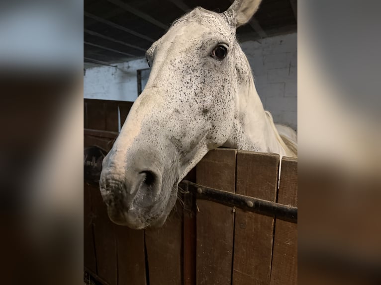 Polnisches Sportpferd Stute 10 Jahre 165 cm White in Jabłonna Pierwsza