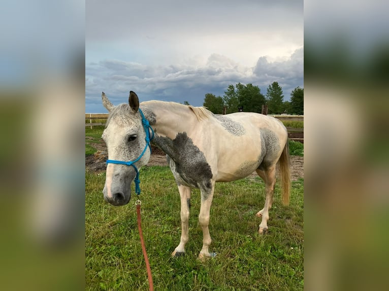 Polnisches Sportpferd Stute 10 Jahre 165 cm White in Jabłonna Pierwsza