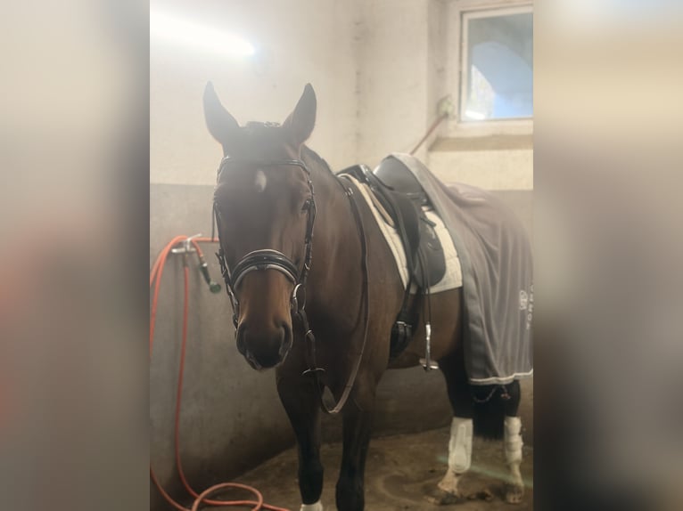 Polnisches Sportpferd Stute 10 Jahre 167 cm Brauner in Iwno