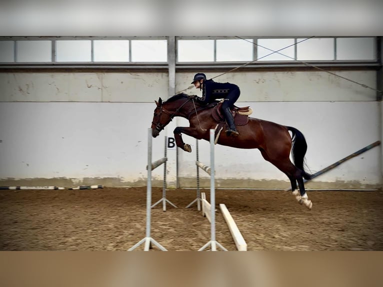 Polnisches Sportpferd Stute 10 Jahre 167 cm Brauner in Poznań