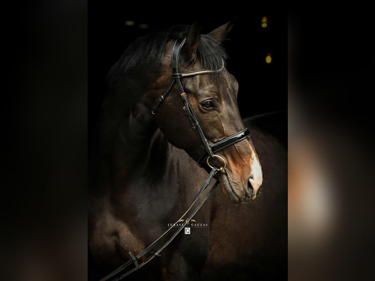 Polnisches Sportpferd Mix Stute 10 Jahre 172 cm Schwarzbrauner in Rokocin