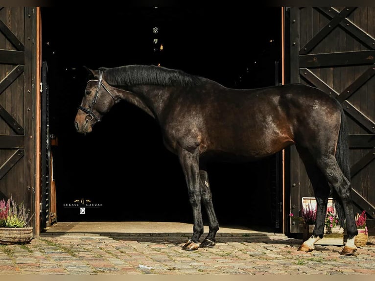 Polnisches Sportpferd Mix Stute 10 Jahre 172 cm Schwarzbrauner in Rokocin