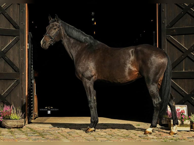Polnisches Sportpferd Mix Stute 10 Jahre 172 cm Schwarzbrauner in Rokocin