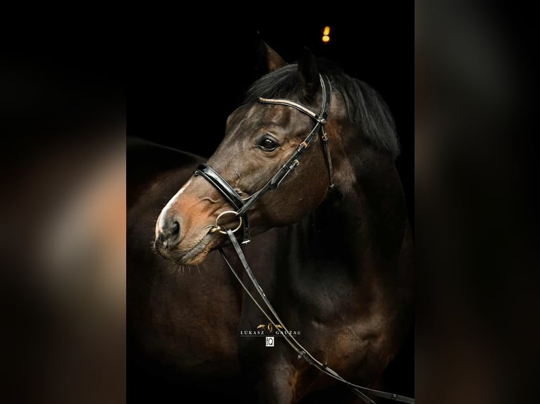 Polnisches Sportpferd Mix Stute 10 Jahre 172 cm Schwarzbrauner in Rokocin