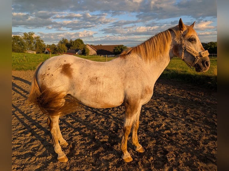 Polnisches Sportpferd Stute 11 Jahre 155 cm Schimmel in Guggenhausen