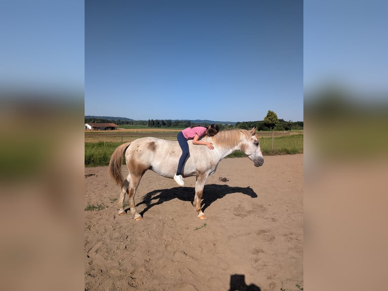 Polnisches Sportpferd Stute 11 Jahre 155 cm Schimmel in Guggenhausen