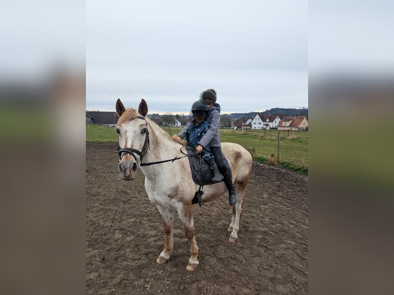 Polnisches Sportpferd Stute 11 Jahre 155 cm Schimmel in Guggenhausen