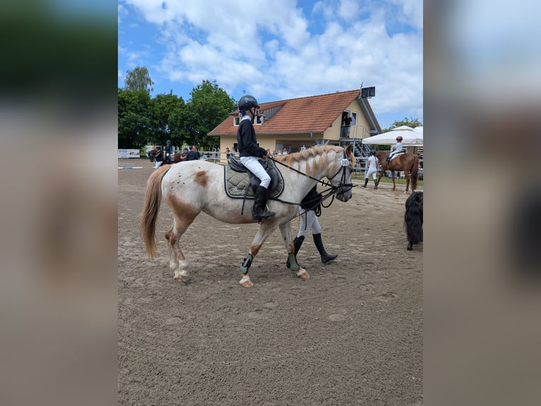 Polnisches Sportpferd Stute 11 Jahre 155 cm Schimmel in Guggenhausen