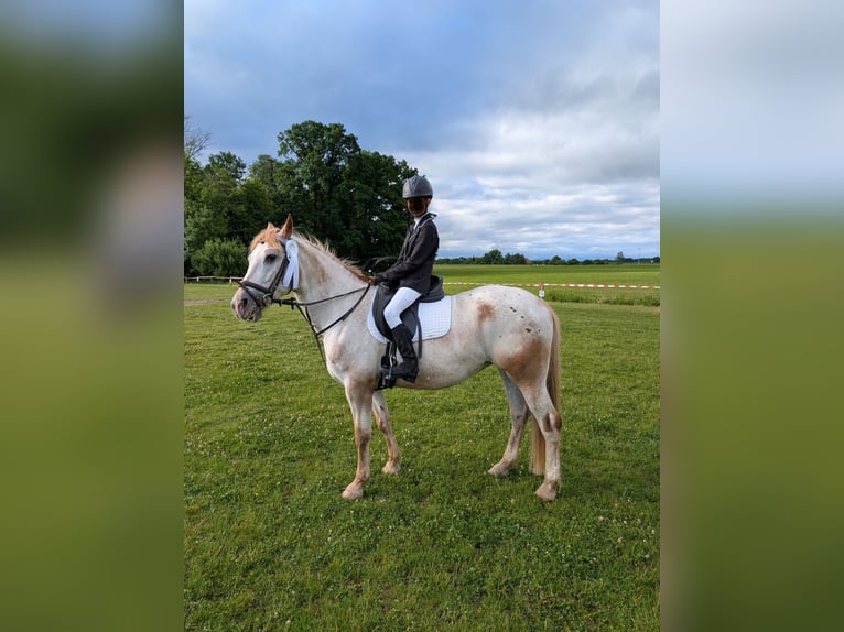 Polnisches Sportpferd Stute 11 Jahre 155 cm Schimmel in Guggenhausen