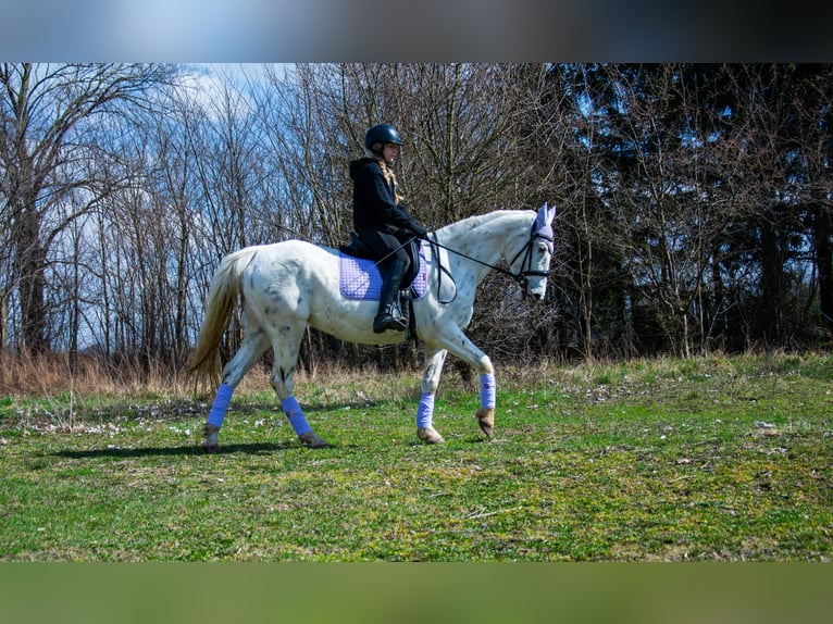 Polnisches Sportpferd Stute 11 Jahre 156 cm Tigerschecke in Żnin