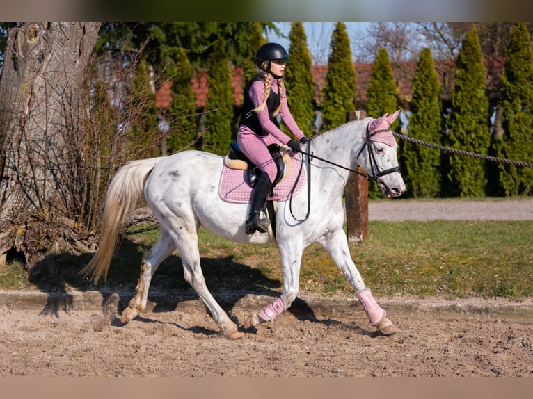 Polnisches Sportpferd Stute 11 Jahre 156 cm Tigerschecke in Żnin