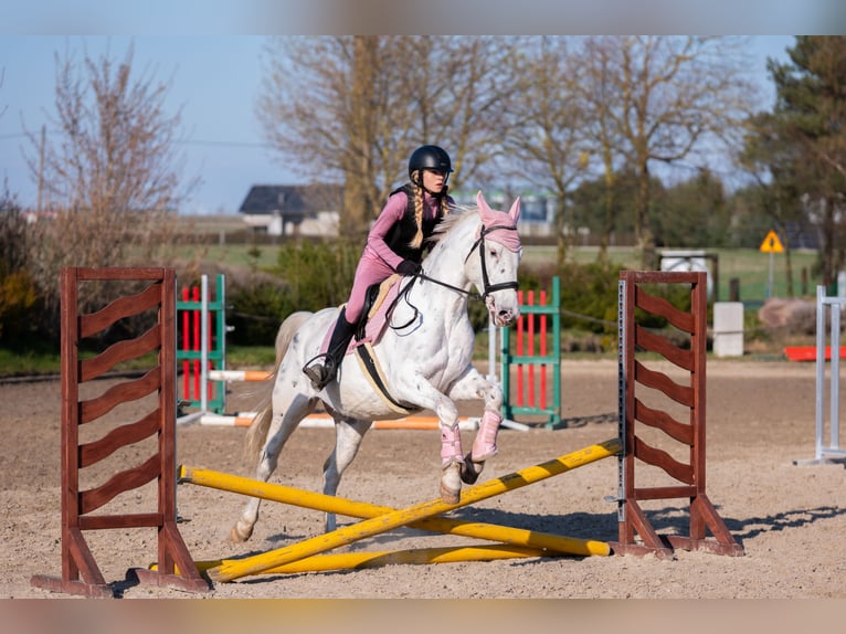 Polnisches Sportpferd Stute 11 Jahre 156 cm Tigerschecke in Żnin