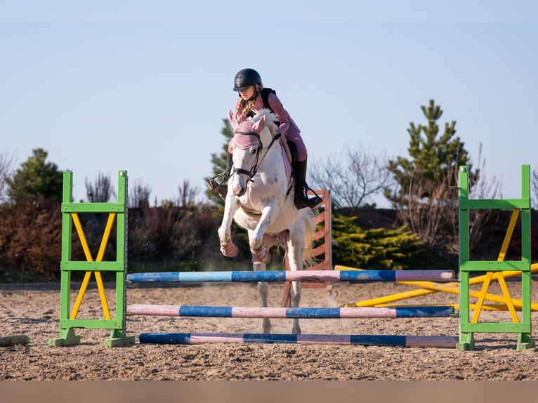 Polnisches Sportpferd Stute 11 Jahre 156 cm Tigerschecke in Żnin