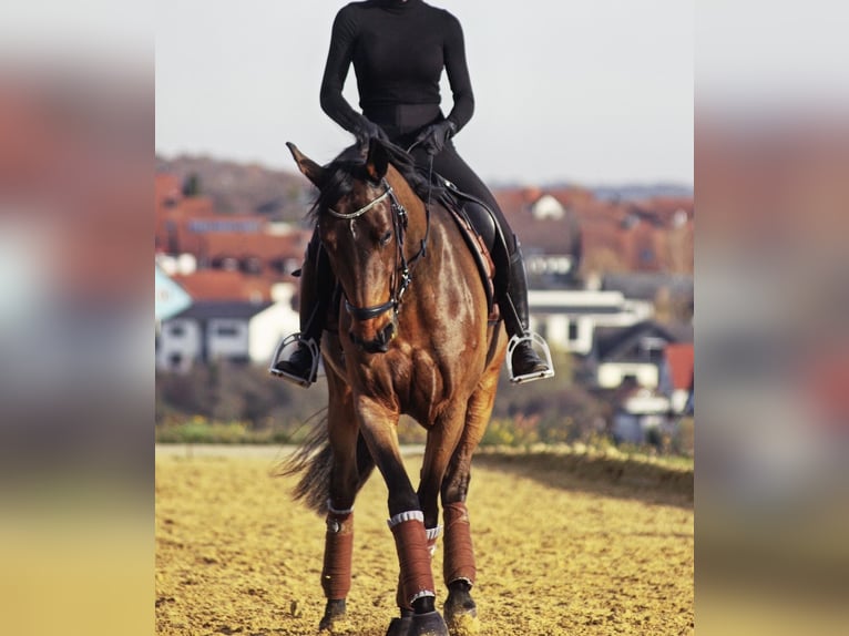 Polnisches Sportpferd Stute 11 Jahre 164 cm Brauner in OberthulbaOberthulba