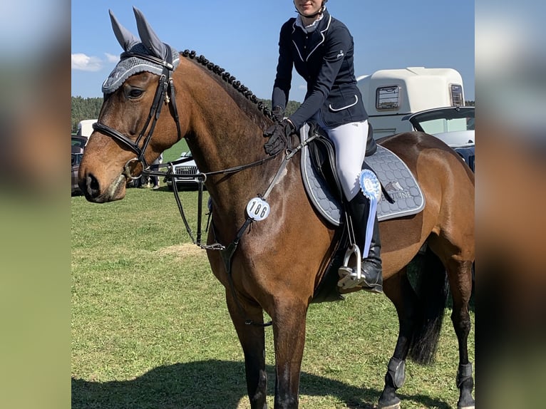 Polnisches Sportpferd Stute 11 Jahre 164 cm Brauner in OberthulbaOberthulba