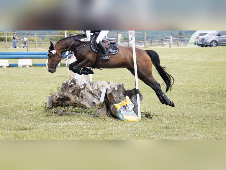 Polnisches Sportpferd Stute 11 Jahre 164 cm Brauner in OberthulbaOberthulba