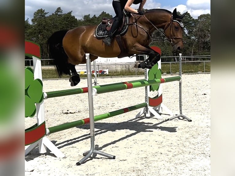 Polnisches Sportpferd Stute 11 Jahre 164 cm Brauner in OberthulbaOberthulba