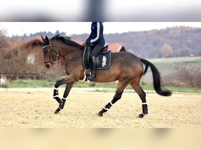 Polnisches Sportpferd Stute 11 Jahre 164 cm Brauner in OberthulbaOberthulba