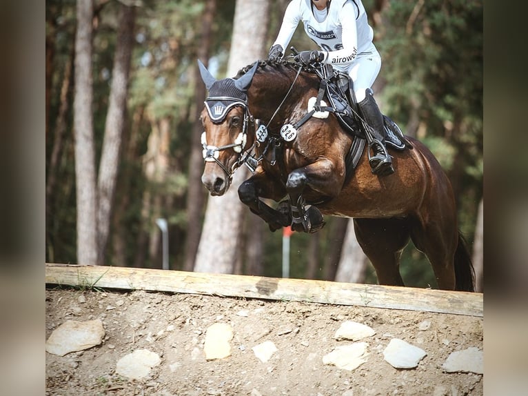 Polnisches Sportpferd Stute 11 Jahre 164 cm Brauner in OberthulbaOberthulba