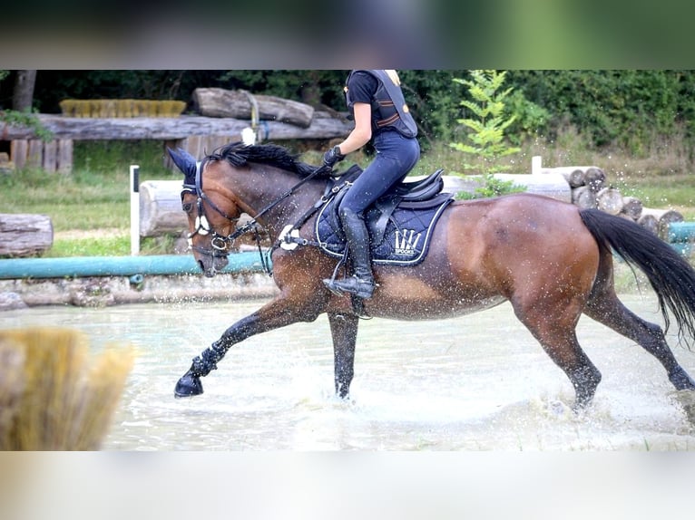 Polnisches Sportpferd Stute 11 Jahre 164 cm Brauner in OberthulbaOberthulba