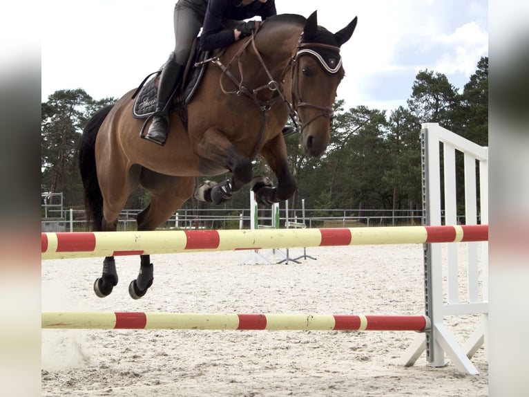Polnisches Sportpferd Stute 11 Jahre 164 cm Brauner in OberthulbaOberthulba