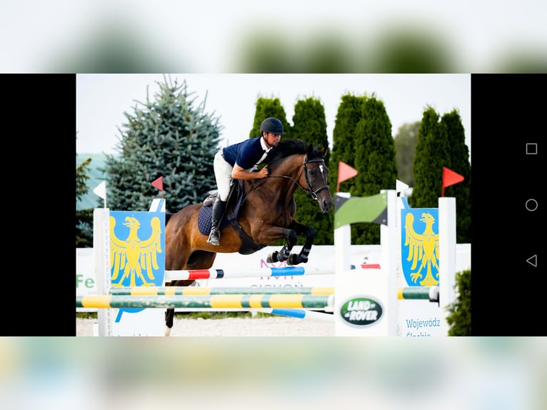 Polnisches Sportpferd Stute 11 Jahre 164 cm Dunkelbrauner in Prudnik