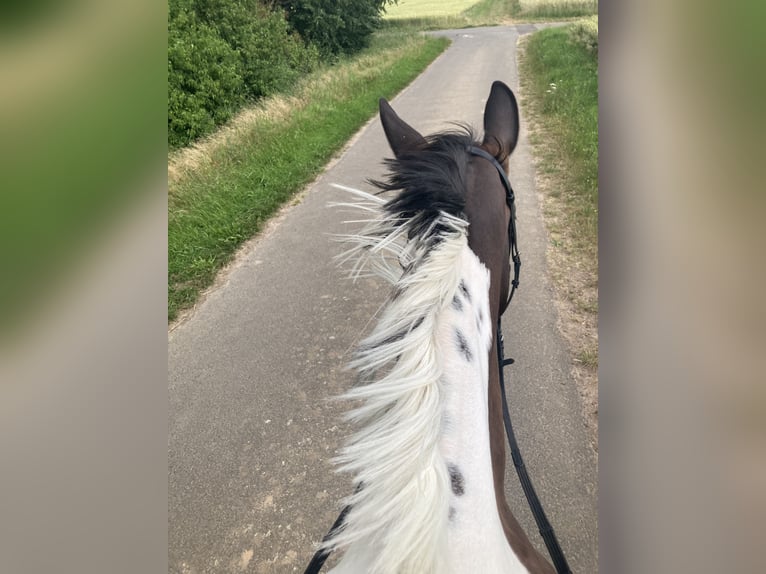 Polnisches Sportpferd Stute 11 Jahre 165 cm Schecke in Mücke