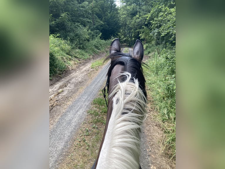 Polnisches Sportpferd Stute 11 Jahre 165 cm Schecke in Mücke