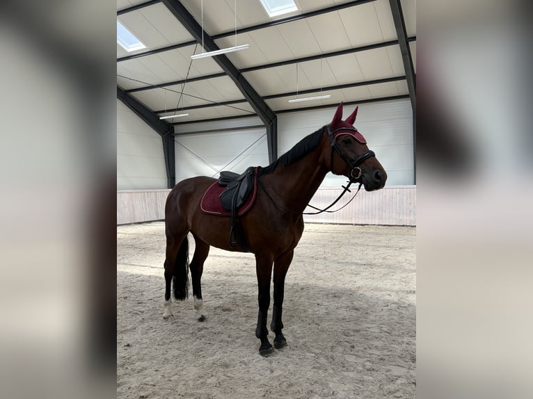 Polnisches Sportpferd Stute 11 Jahre 167 cm Rotbrauner in Grzmiąca