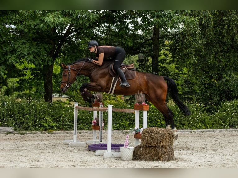 Polnisches Sportpferd Stute 11 Jahre 167 cm Rotbrauner in Poznań