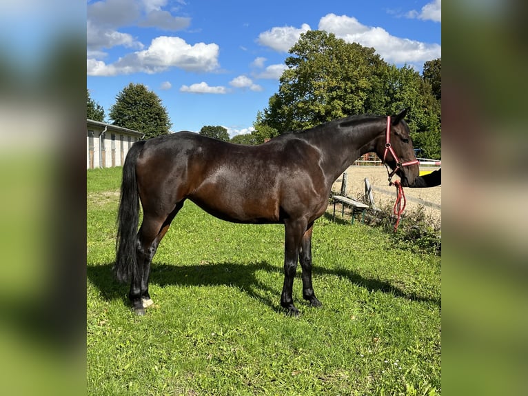 Polnisches Sportpferd Stute 11 Jahre 168 cm Dunkelbrauner in Steinhagen