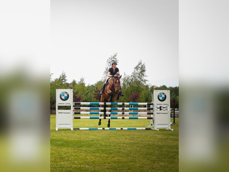 Polnisches Sportpferd Stute 11 Jahre 168 cm Rotbrauner in Cicha Góra