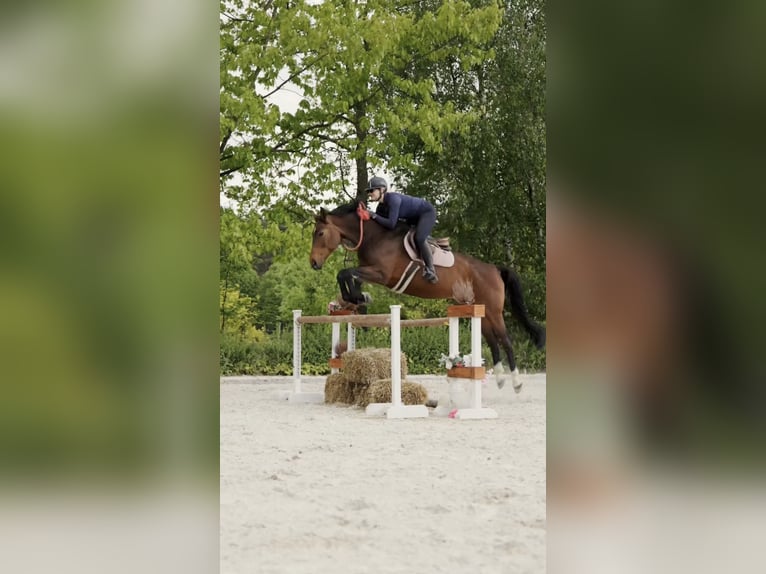 Polnisches Sportpferd Stute 11 Jahre 170 cm Brauner in Poznań