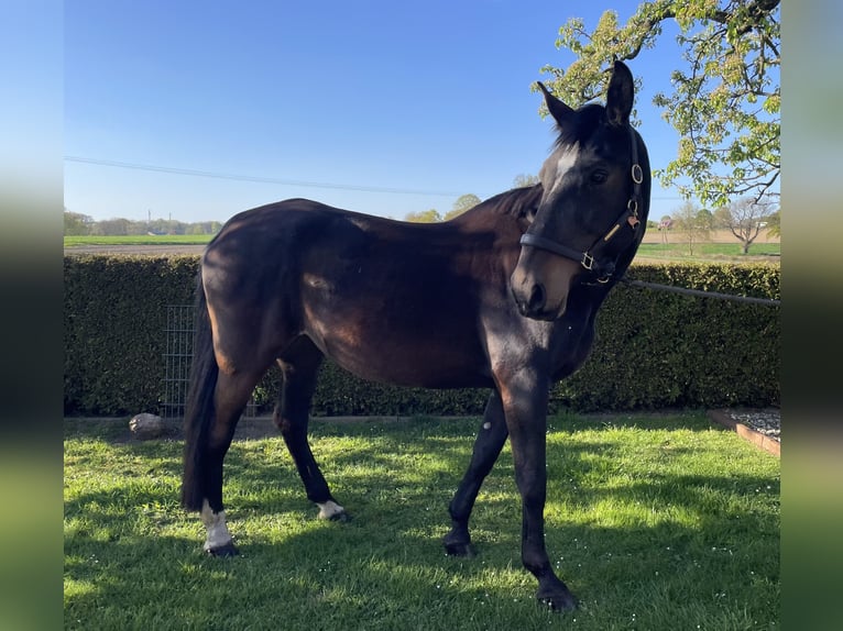 Polnisches Sportpferd Stute 11 Jahre 180 cm Brauner in Reken